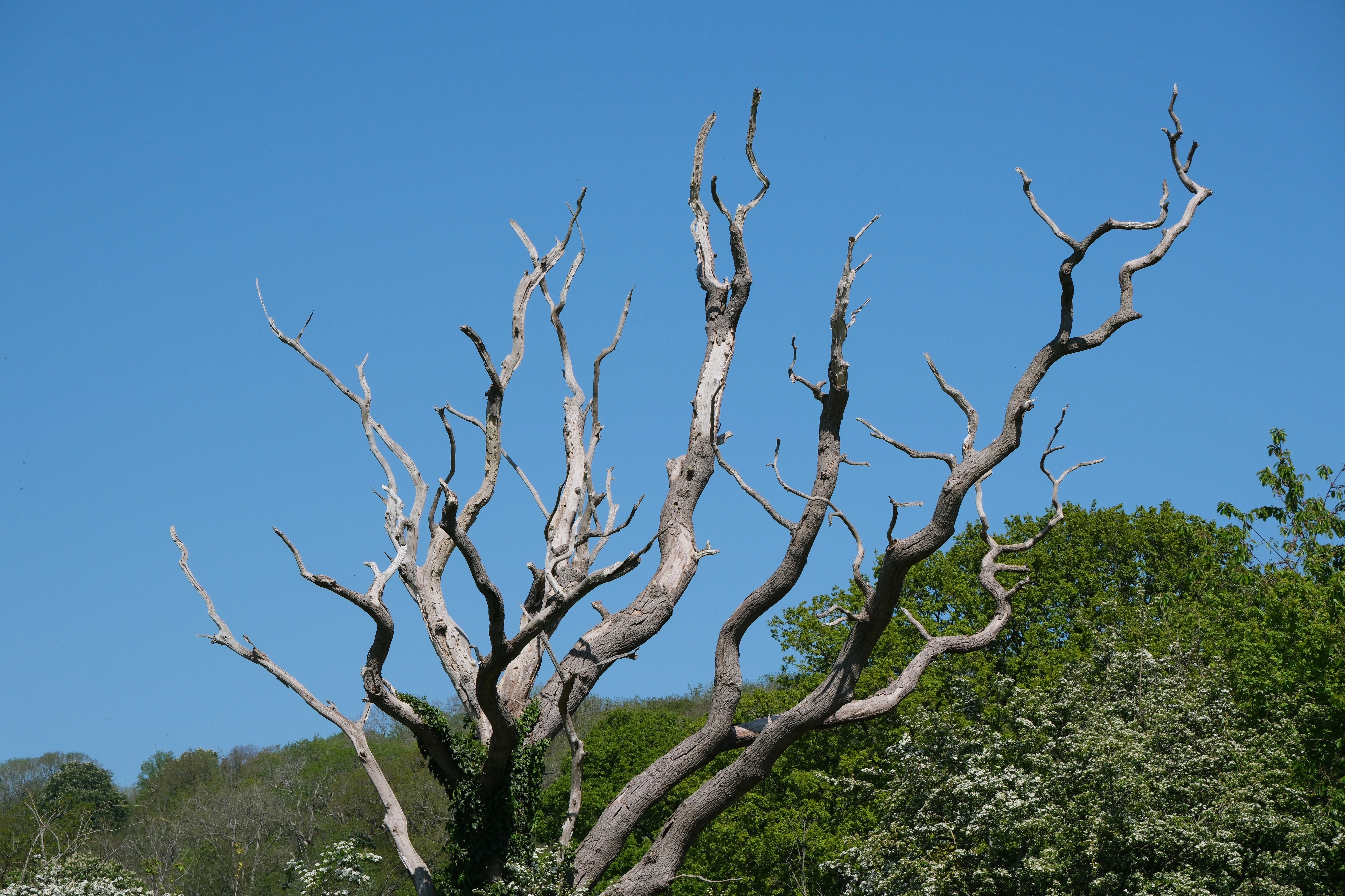 A large dead tree, bleached and many-branched, against a clear blue sky.