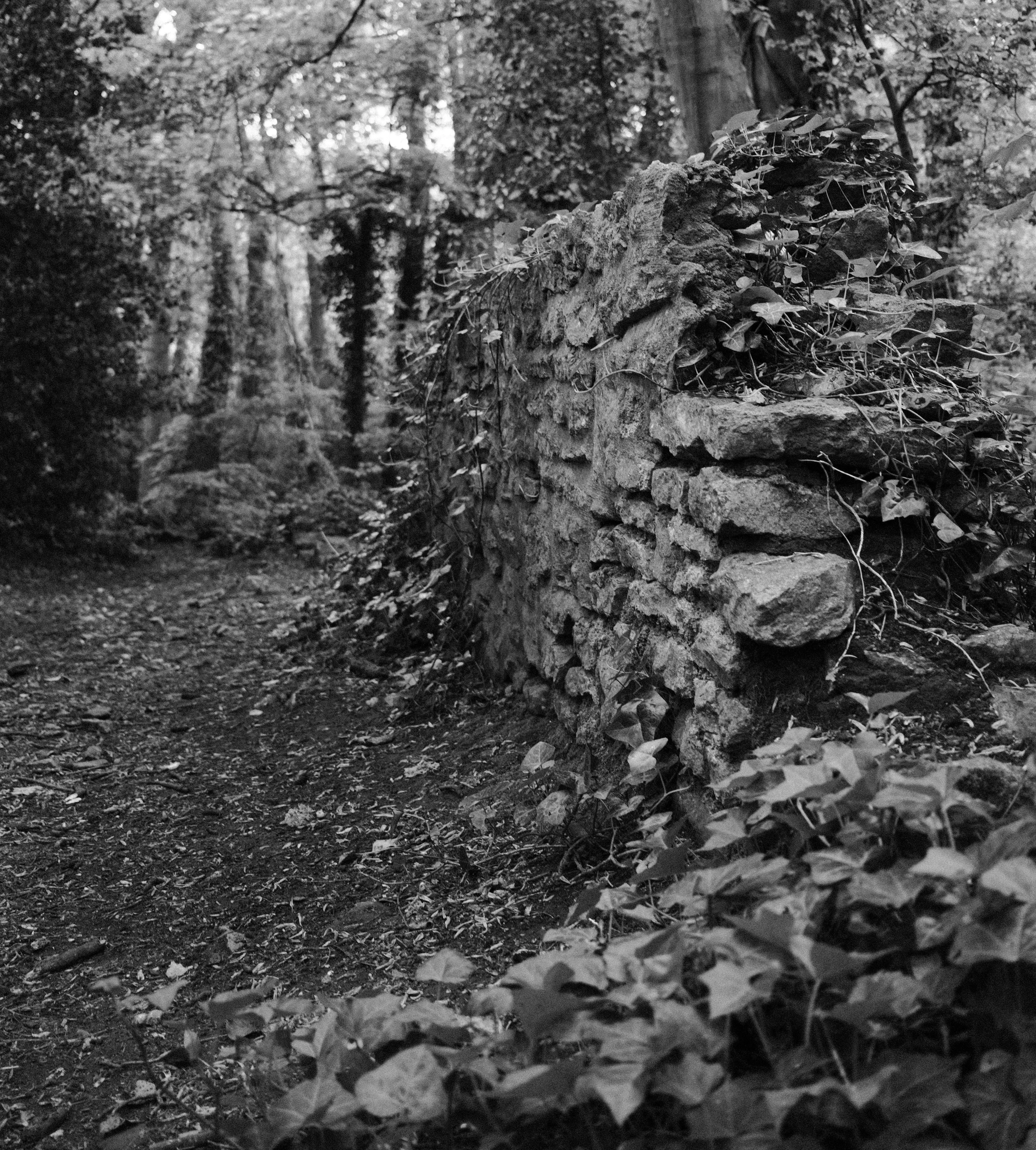 Black and white. An ivy-covered stone wall running into woodland, with a path curving away to the left.