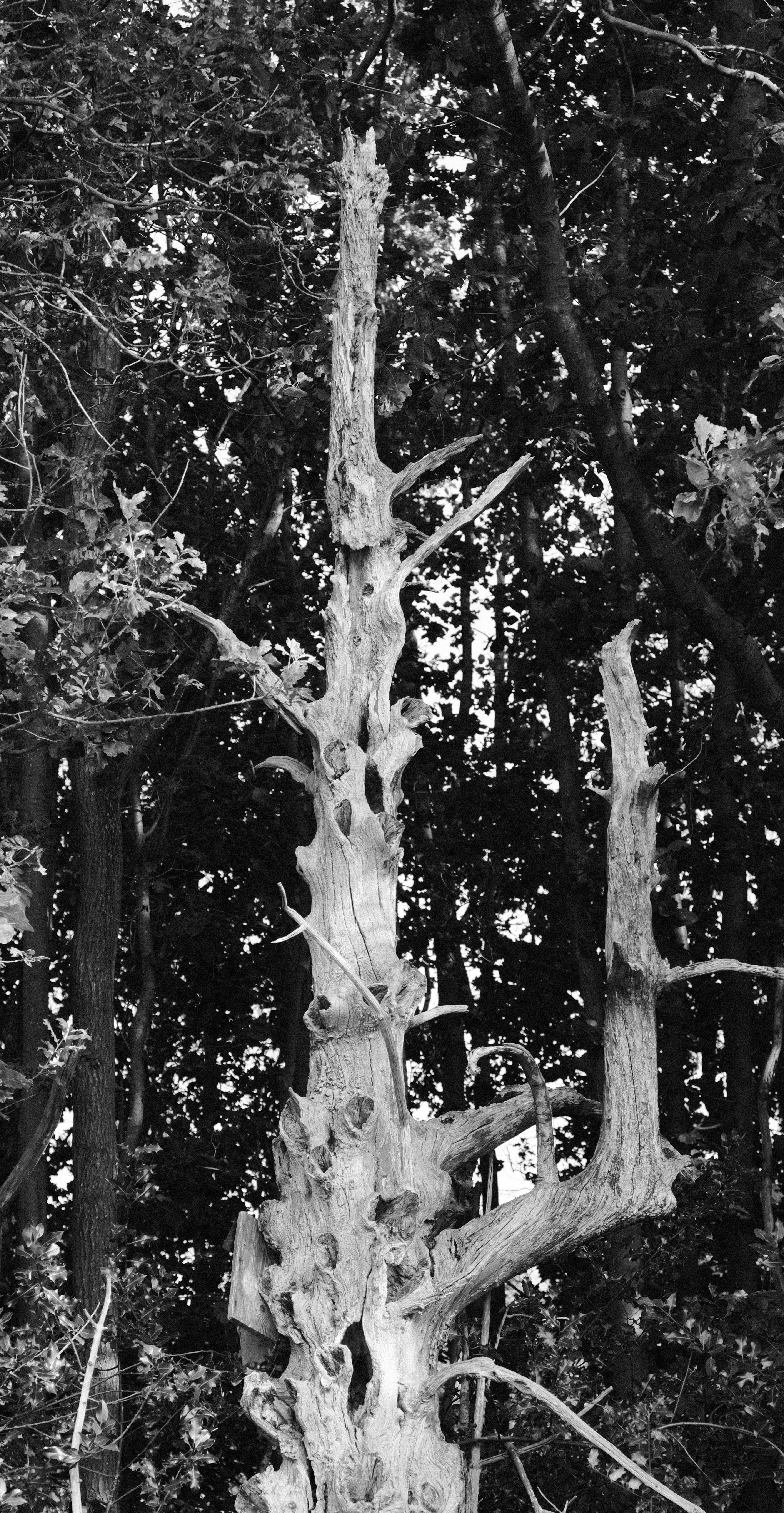 Black and white. A pale dead tree trunk, stripped and knotted, standing against dark woodland.