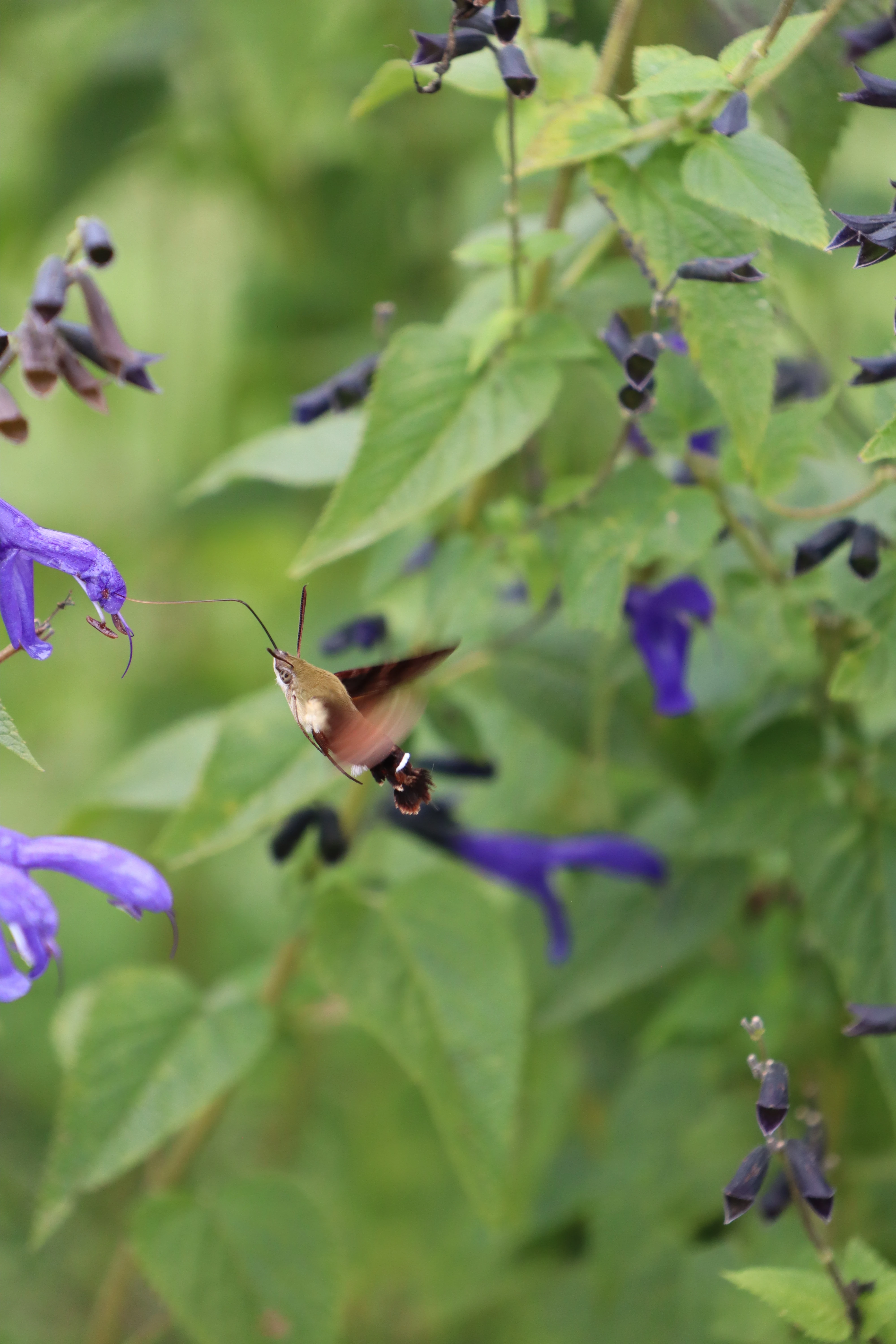 A hummingbird hawk-moth hovering with its wings open, feeding at a spike of purple salvia.