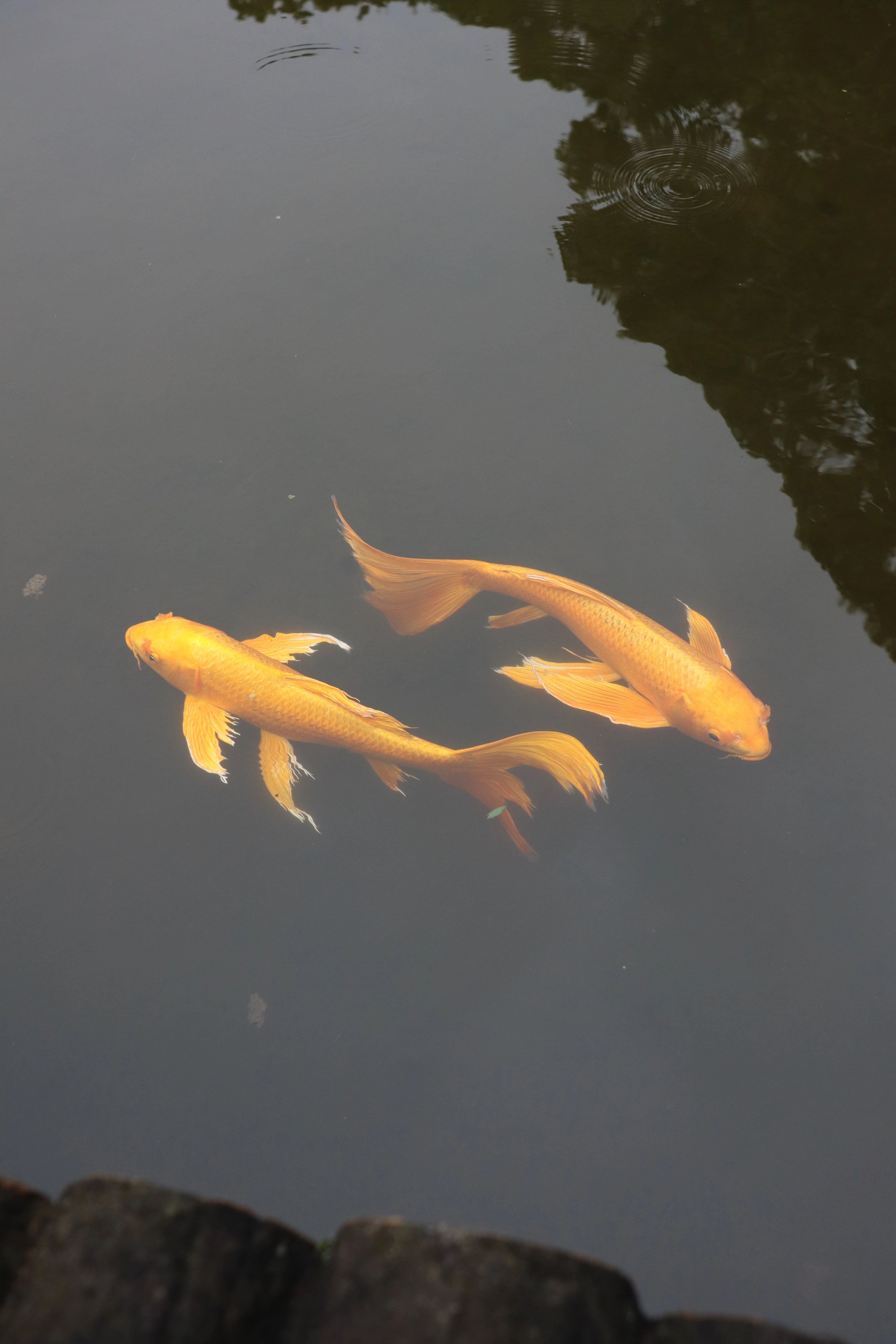 Two golden koi turning past each other just under the surface of dark, still water.